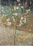 Vincent Van Gogh Flowering almond tree Spain oil painting artist